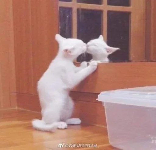 💋 Стикер «коты» для Telegram