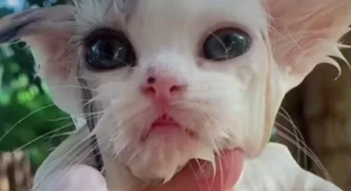🌟 Стикер «коты» для Telegram