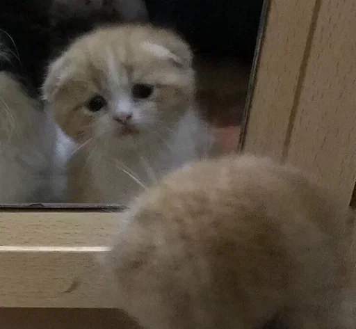 😔 Стикер «коты» для Telegram