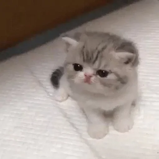😡 Стикер «коты» для Telegram