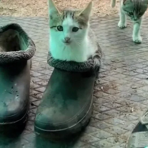 😐 Стикер «коты» для Telegram