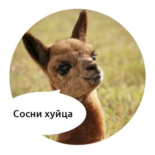 🥰 Стикер «Scamper» для Telegram
