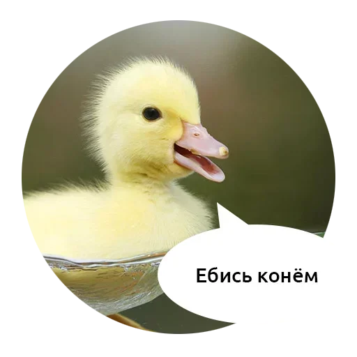 🤪 Стикер «Scamper» для Telegram
