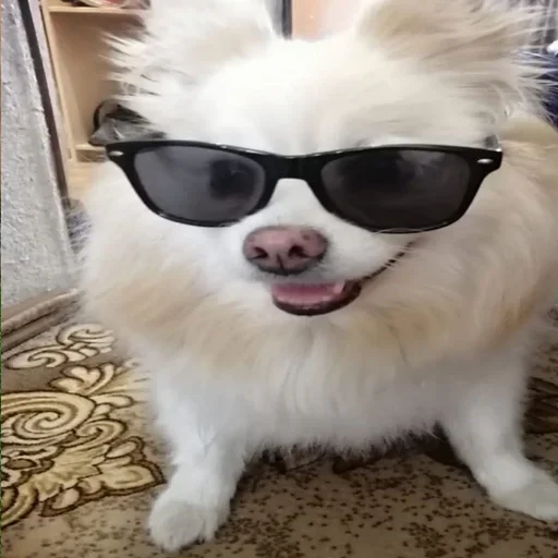 😎 Стикер «пёс мичик» для Telegram