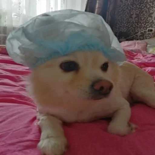🤕 Стикер «пёс мичик» для Telegram