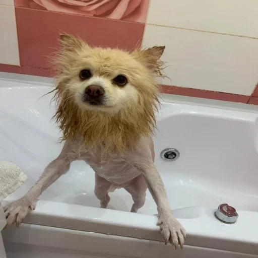 😾 Стикер «пёс мичик» для Telegram