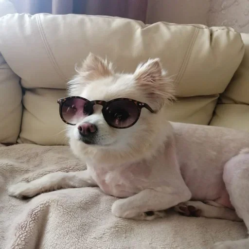 🤓 Стикер «пёс мичик» для Telegram