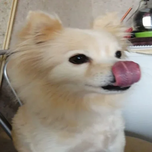 😋 Стикер «пёс мичик» для Telegram