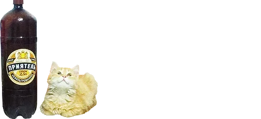 🍺 Стикер «микро коты» для Telegram