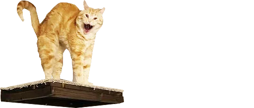 😯 Стикер «микро коты» для Telegram