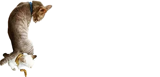 🔪 Стикер «микро коты» для Telegram