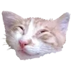 Стикер 6 Микрокотики (Microcats)