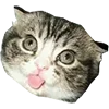 Стикер 7 Микрокотики (Microcats)