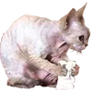 Стикер 27 Микрокотики (Microcats)