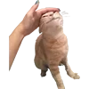 Стикер 54 Микрокотики (Microcats)