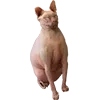 Стикер 39 Микрокотики (Microcats)