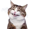 Стикер 4 Микрокотики (Microcats)