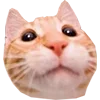 Стикер 8 Микрокотики (Microcats)