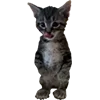 Стикер 31 Микрокотики (Microcats)