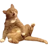 Стикер 16 Микрокотики (Microcats)