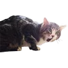 Обложка набора Микрокотики (Microcats)