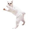 Стикер 50 Микрокотики (Microcats)