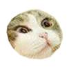 Стикер 10 Микрокотики (Microcats)