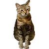 Стикер 28 Микрокотики (Microcats)