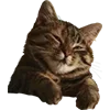 Стикер 57 Микрокотики (Microcats)