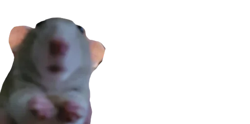 🐀 Стикер «Мікро-Пес» для Telegram