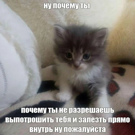 😭 Стикер «няшные стикеры и не только» для Telegram