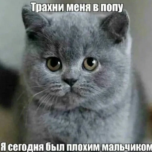 😇 Стикер «няшные стикеры и не только» для Telegram