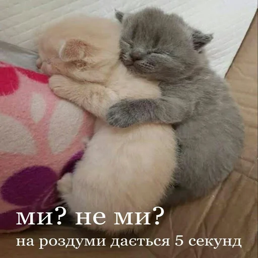 👩‍❤️‍💋‍👩 Стикер «няшные стикеры и не только» для Telegram