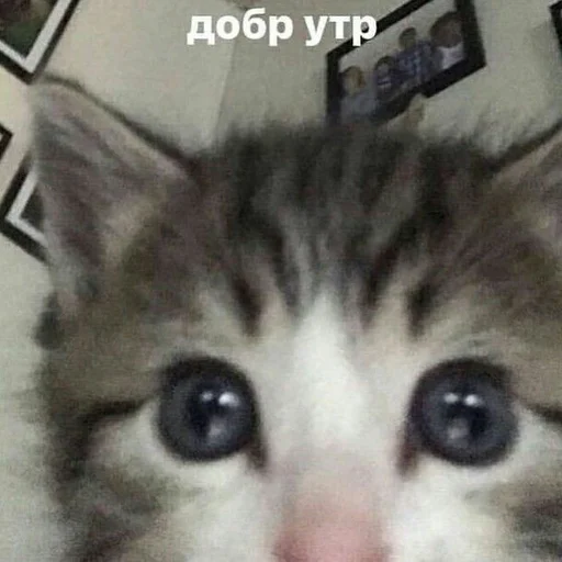 💗 Стикер «няшные стикеры и не только» для Telegram