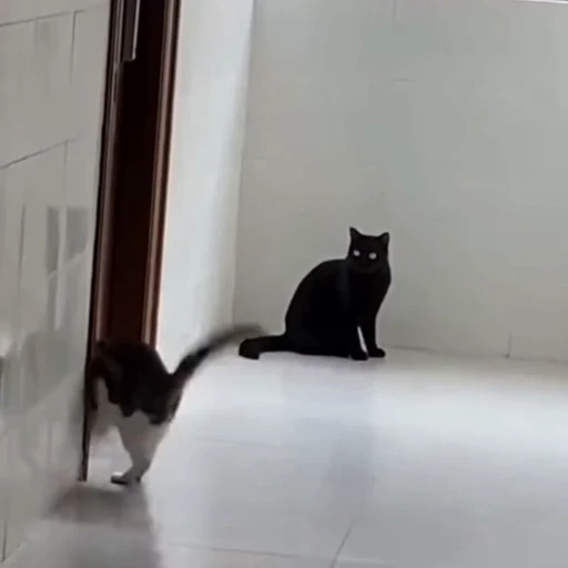 🐈 Стикер «Милахи животные» для Telegram