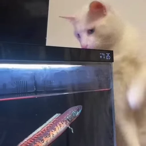 🐈 Стикер «Милахи животные» для Telegram