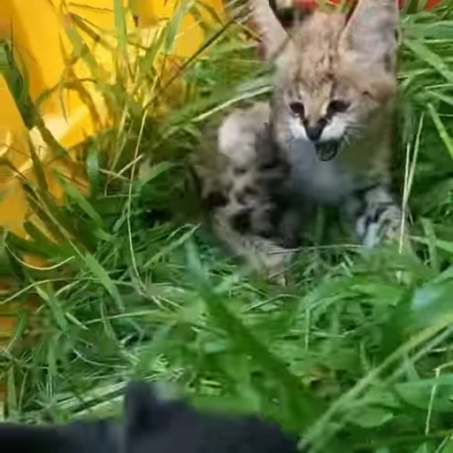 🐈 Стикер «Милахи животные» для Telegram