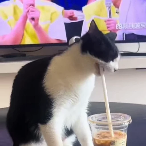 🐈 Стикер «Милахи животные» для Telegram