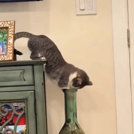🐈 Стикер «Милахи животные» для Telegram