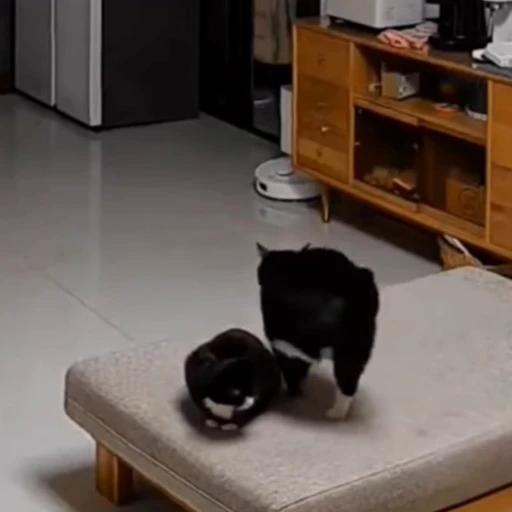 🐈‍⬛️ Стикер «Милахи животные» для Telegram