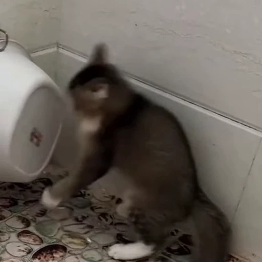 🐈 Стикер «Милахи животные» для Telegram