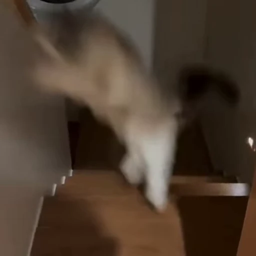 🐈 Стикер «Милахи животные» для Telegram