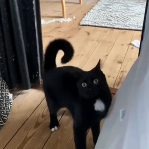 🐈 Стикер «Милахи животные» для Telegram