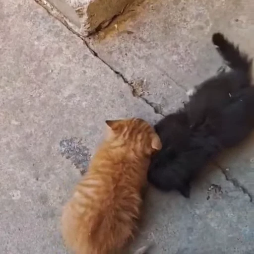 🐈 Стикер «Милахи животные» для Telegram