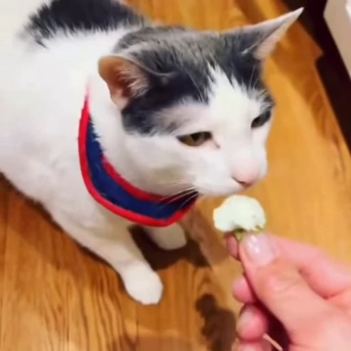 🐈‍⬛️ Стикер «Милашки животные» для Telegram