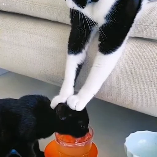 🐈‍⬛️ Стикер «Милашки животные» для Telegram