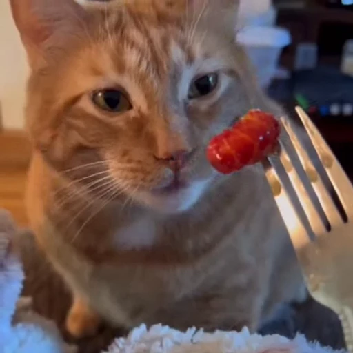 🐈 Стикер «Милашки животные» для Telegram