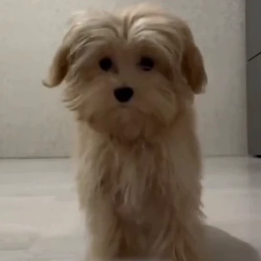 🐩 Стикер «Милашки животные» для Telegram