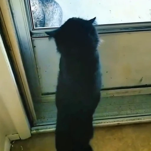 🐈‍⬛️ Стикер «Милашки животные» для Telegram