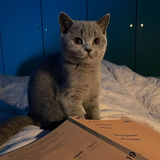 📚 Стикер «Miles_pack» для Telegram